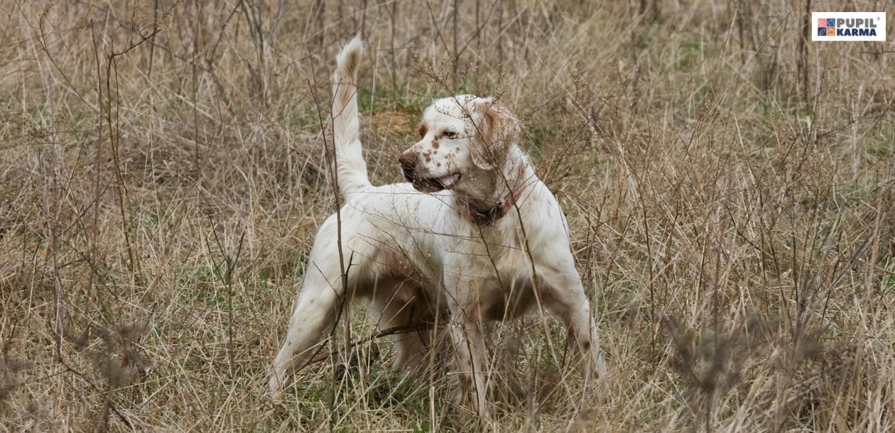 Rasy Psów Myśliwskich. English Setter. Zdjęcie przestawia psa angielskiej rasy myśliwskiej english setter z brązową obrożą stojącego w wysokiej uschniętej trawie. Po prawej stronie u góry widać logo pupilkarma.